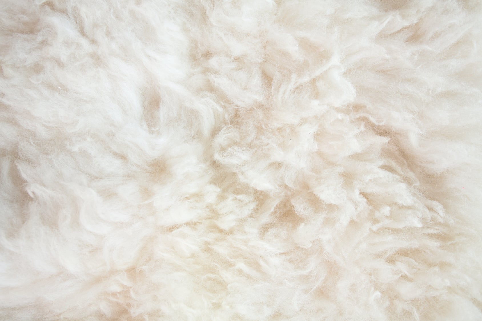 isolation maison laine de mouton
